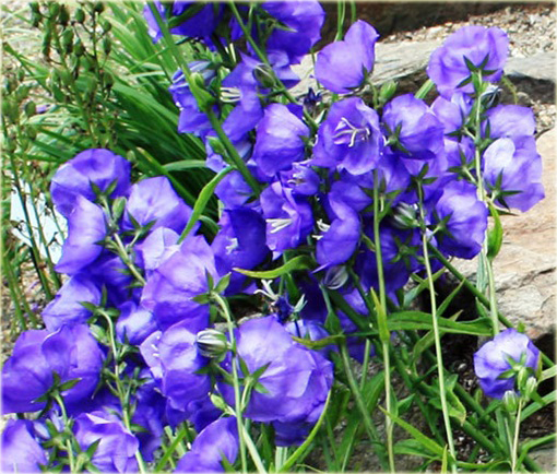 Dzwonek ogrodowy niebieski