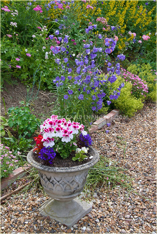 Dzwonek ogrodowy niebieski