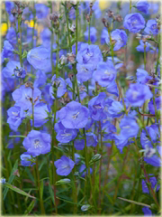 Dzwonek ogrodowy niebieski