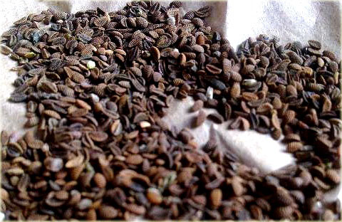 Facelia błękitna Asta C/1 0,5 kg Roens