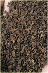 Facelia błękitna Asta C/1 0,5 kg Roens