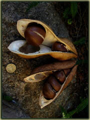 Fasola czarna niska duże ziarno