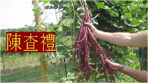 Fasola długa czerwona