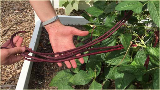 Fasola długa czerwona