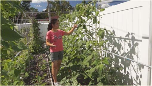 Fasola długa czerwona