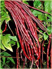 Fasola długa czerwona