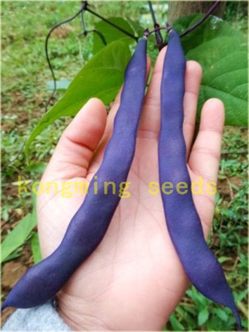 Fasola długa fioletowa bez GMO
