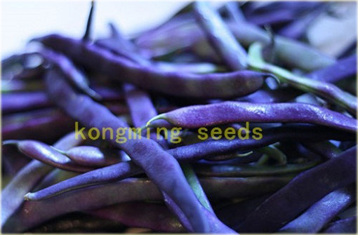 Fasola długa fioletowa bez GMO