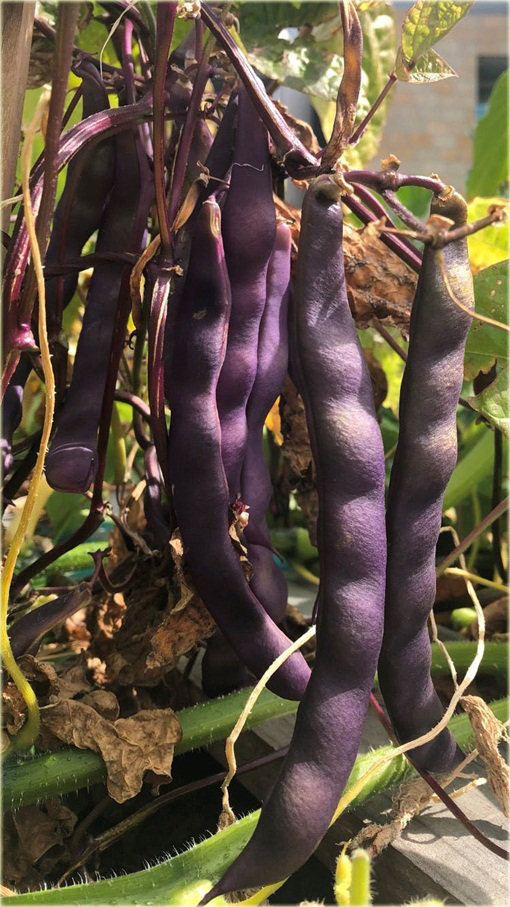 Fasola długa fioletowa bez GMO