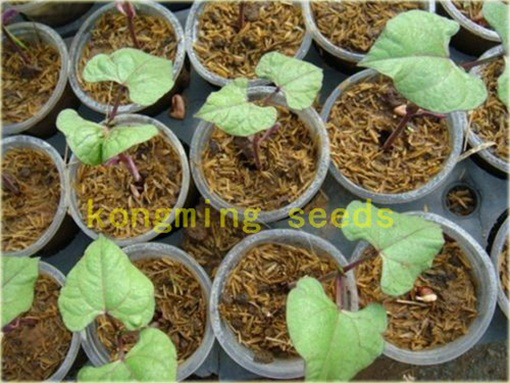 Fasola długa fioletowa bez GMO