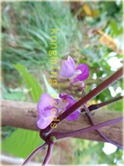 Fasola długa fioletowa bez GMO