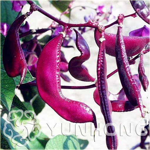 Fasola fioletowa krótka Heirloom Jinke z purpurowym kwiatem