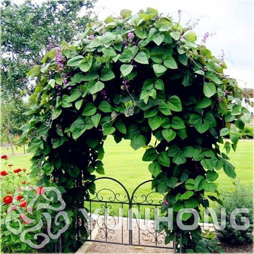 Fasola fioletowa krótka Heirloom Jinke z purpurowym kwiatem