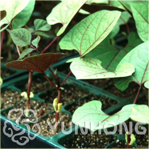 Fasola fioletowa krótka Heirloom Jinke z purpurowym kwiatem