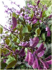 Fasola fioletowa krótka Heirloom Jinke z purpurowym kwiatem