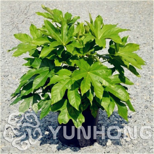 Fatsja japońska roślina ozdobna domowa 