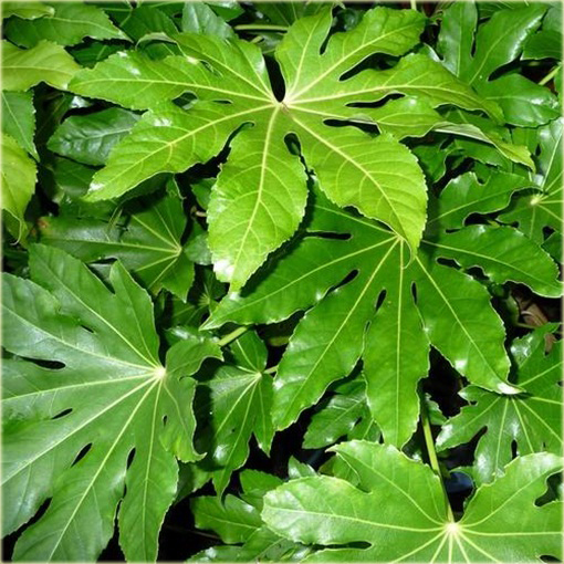 Fatsja japońska roślina ozdobna domowa 