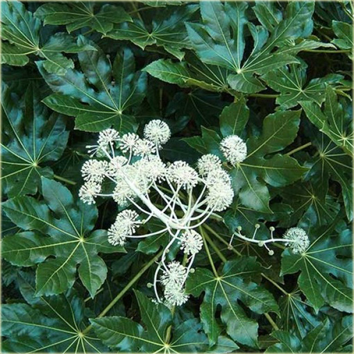 Fatsja japońska roślina ozdobna domowa 