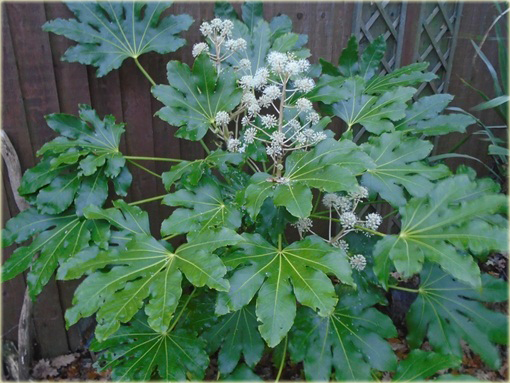Fatsja japońska roślina ozdobna domowa 