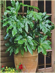 Fatsja japońska roślina ozdobna domowa 