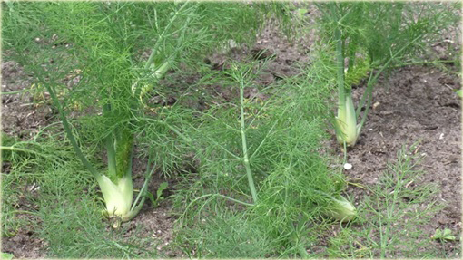 Fenkuł włoski, koper włoski, koper słodki warzywo