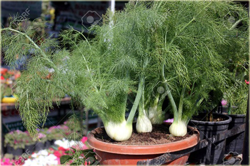 Fenkuł włoski, koper włoski, koper słodki warzywo