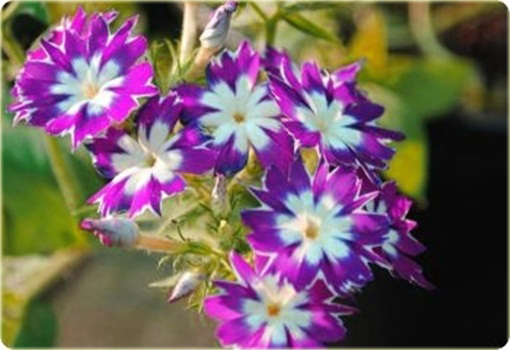 Floks Drummonda fioletowy długie płatki, płomyk Drummona Twinkle Star