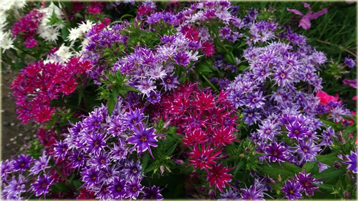 Floks Drummonda fioletowy długie płatki, płomyk Drummona Twinkle Star