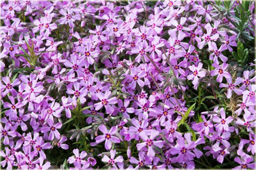 Floks Drummonda fioletowy długie płatki, płomyk Drummona Twinkle Star