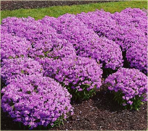 Floks Drummonda fioletowy długie płatki, płomyk Drummona Twinkle Star