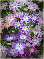 Floks Drummonda fioletowy długie płatki, płomyk Drummona Twinkle Star
