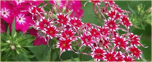 Floks Drummonda mix kolorów, płomyk Drummona Twinkle Star