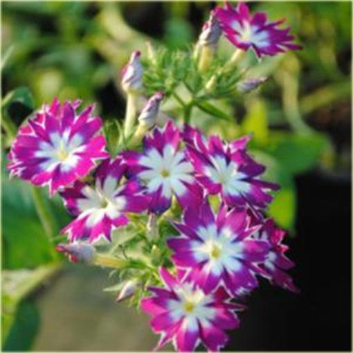 Floks Drummonda mix kolorów, płomyk Drummona Twinkle Star