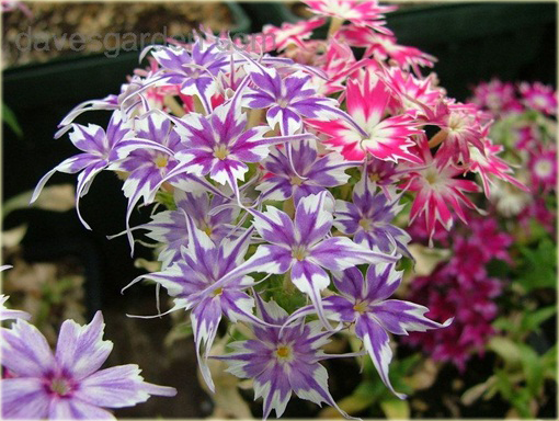 Floks Drummonda mix kolorów, płomyk Drummona Twinkle Star