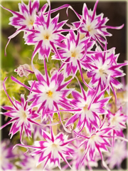 Floks Drummonda mix kolorów, płomyk Drummona Twinkle Star
