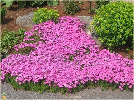 Floks Drummonda różowy, płomyk Drummona Twinkle Star