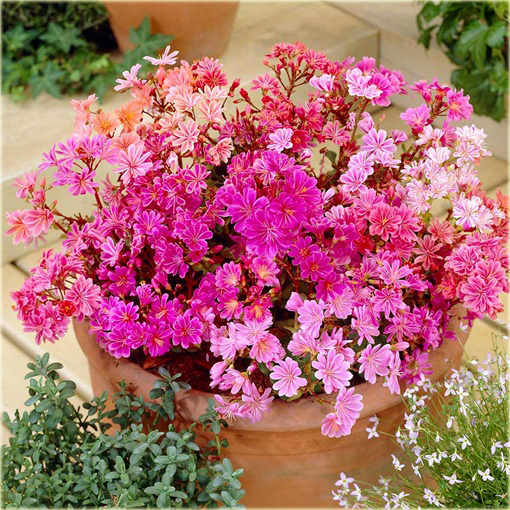 Floks Drummonda różowy, płomyk Drummona Twinkle Star