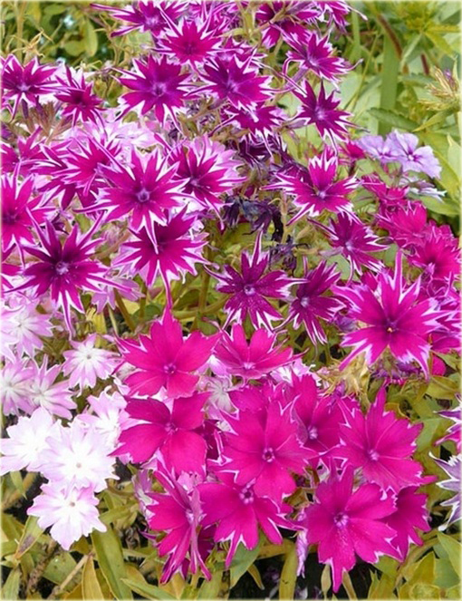 Floks Drummonda różowy, płomyk Drummona Twinkle Star