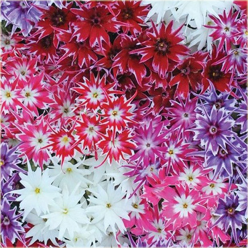 Floks Drummonda różowy długie płatki, płomyk Drummona Twinkle Star