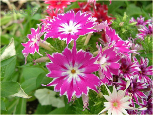 Floks Drummonda różowy długie płatki, płomyk Drummona Twinkle Star