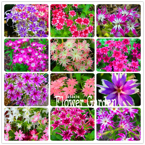 Floks Drummonda różowy długie płatki, płomyk Drummona Twinkle Star