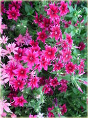 Floks Drummonda różowy długie płatki, płomyk Drummona Twinkle Star
