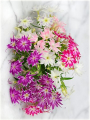 Floks Drummonda różowy, płomyk Drummona Twinkle Star
