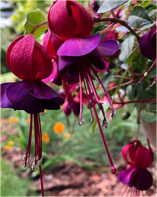 Fuksja fioletowo-różowa, ułanka, Fuchsia Fuchsia