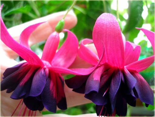 Fuksja fioletowo-różowa, ułanka, Fuchsia Fuchsia