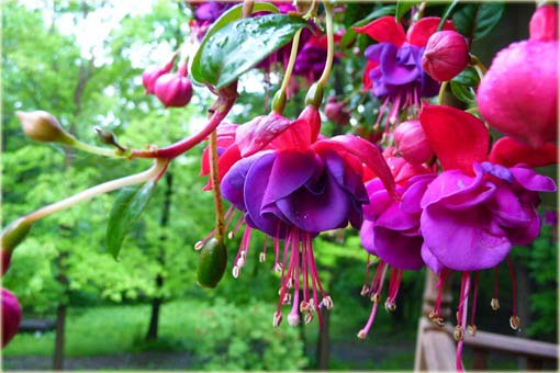 Fuksja fioletowo-różowa, ułanka, Fuchsia Fuchsia