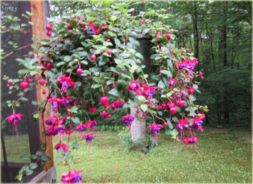 Fuksja fioletowo-różowa, ułanka, Fuchsia Fuchsia