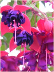 Fuksja fioletowo-różowa, ułanka, Fuchsia Fuchsia
