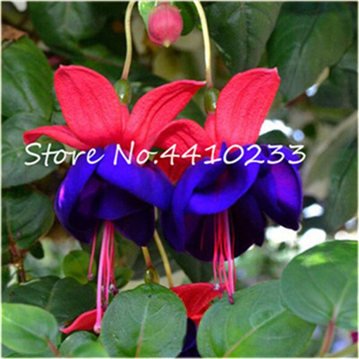 Fuksja różne kolory mix, ułanka, Fuchsia mix Fuchsia mix