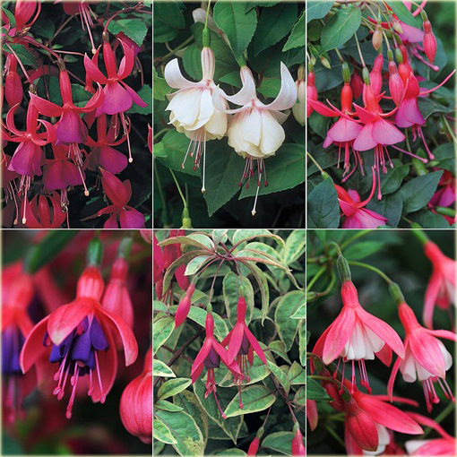 Fuksja różne kolory mix, ułanka, Fuchsia mix Fuchsia mix